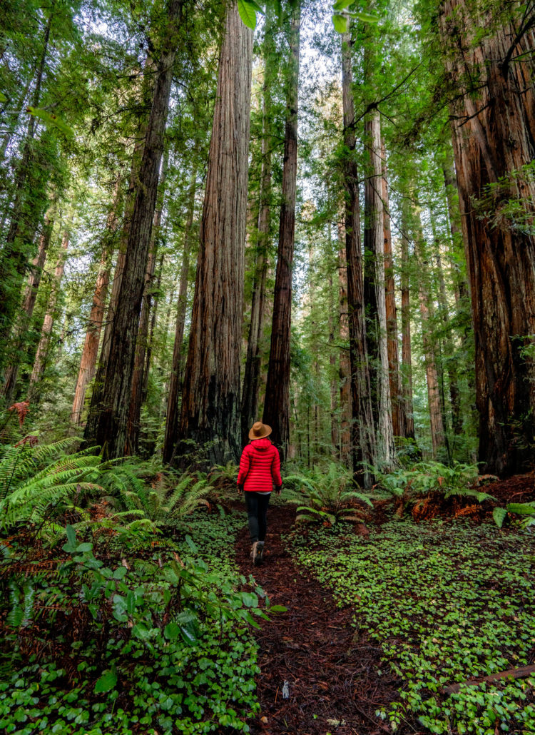 stout grove redwood national park