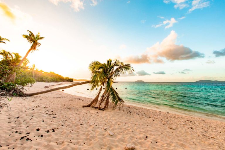virgin islands national park palm trees