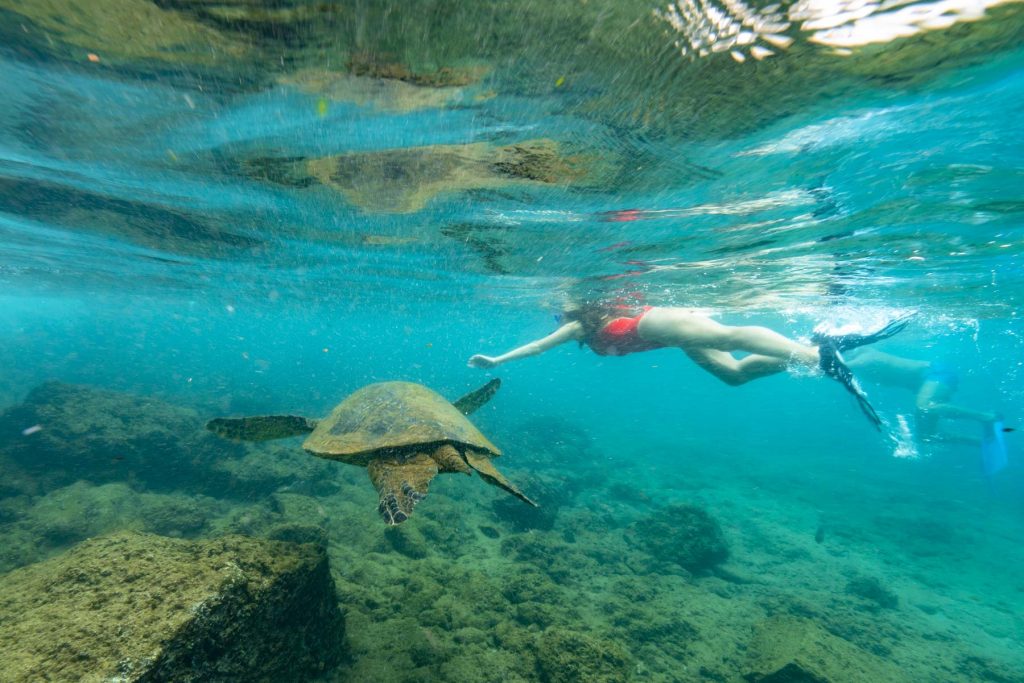 snorkeling maho bay virgin islands national park st john sea turtles