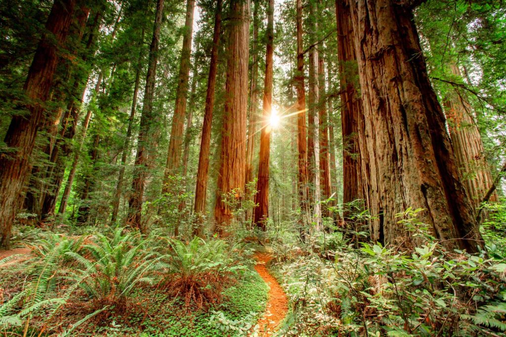 stout grove sunset redwood national park