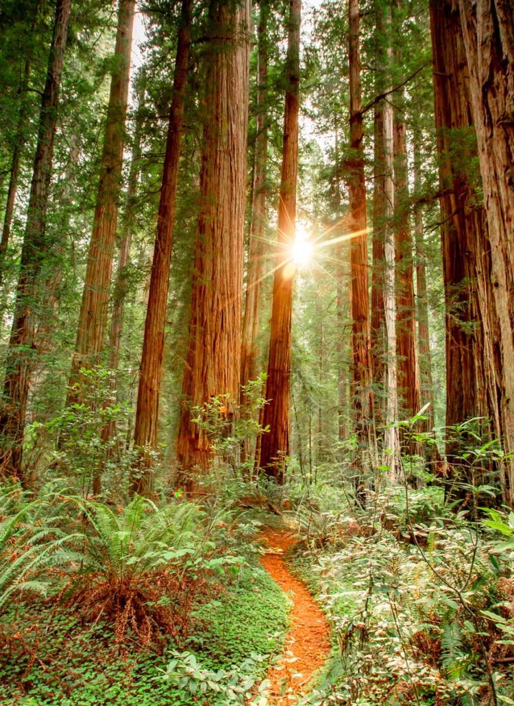 stout grove sunset redwood national park