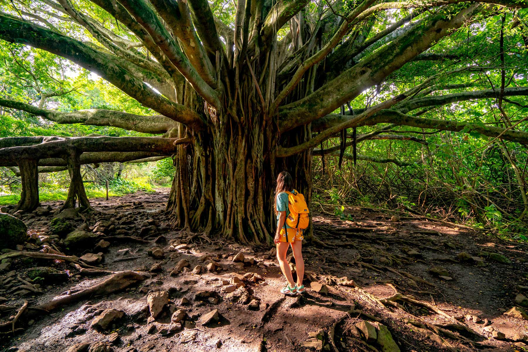 pipiwai trail banyan tree, haleakala national park maui banyan tree