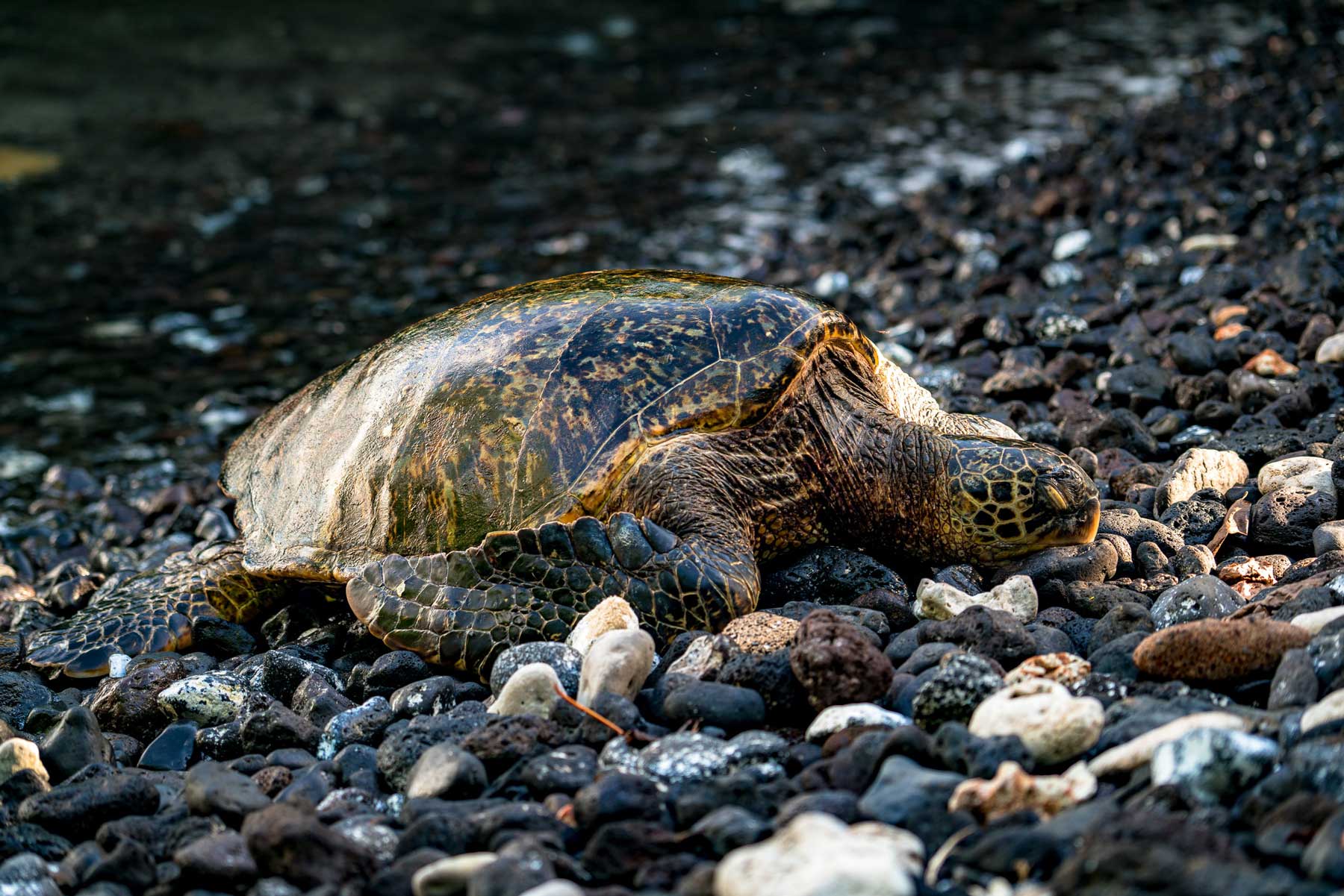 haleakala sea turtle