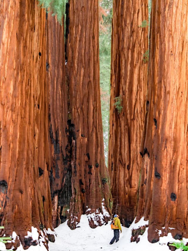 All 9 Beautiful California National Parks