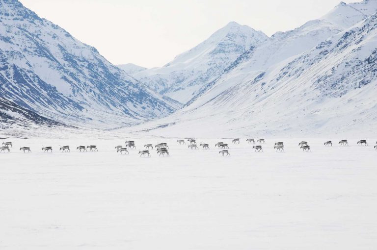 11 FASCINATING Facts About Gates Of The Arctic National Park