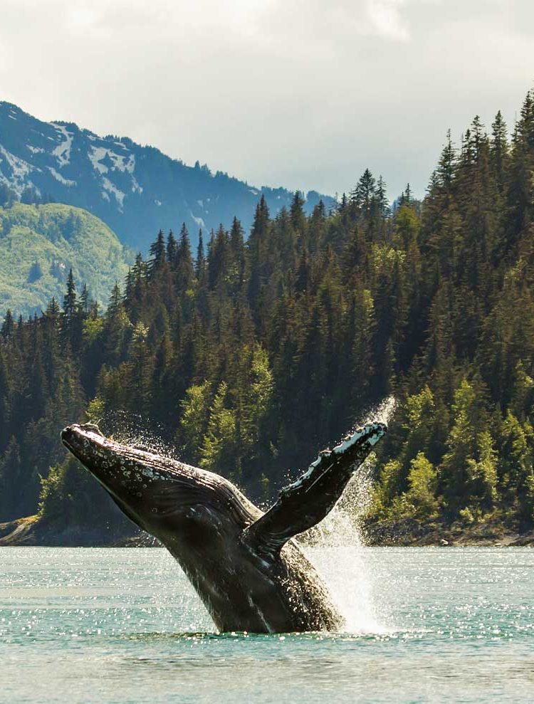 11 AMAZING Facts About Glacier Bay National Park