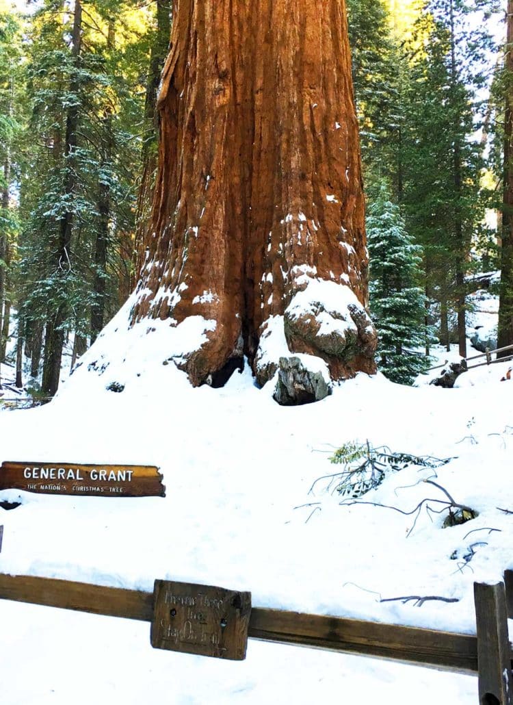 General Grant Tree: Everything You Need To Know About The World’s 2nd Largest Tree
