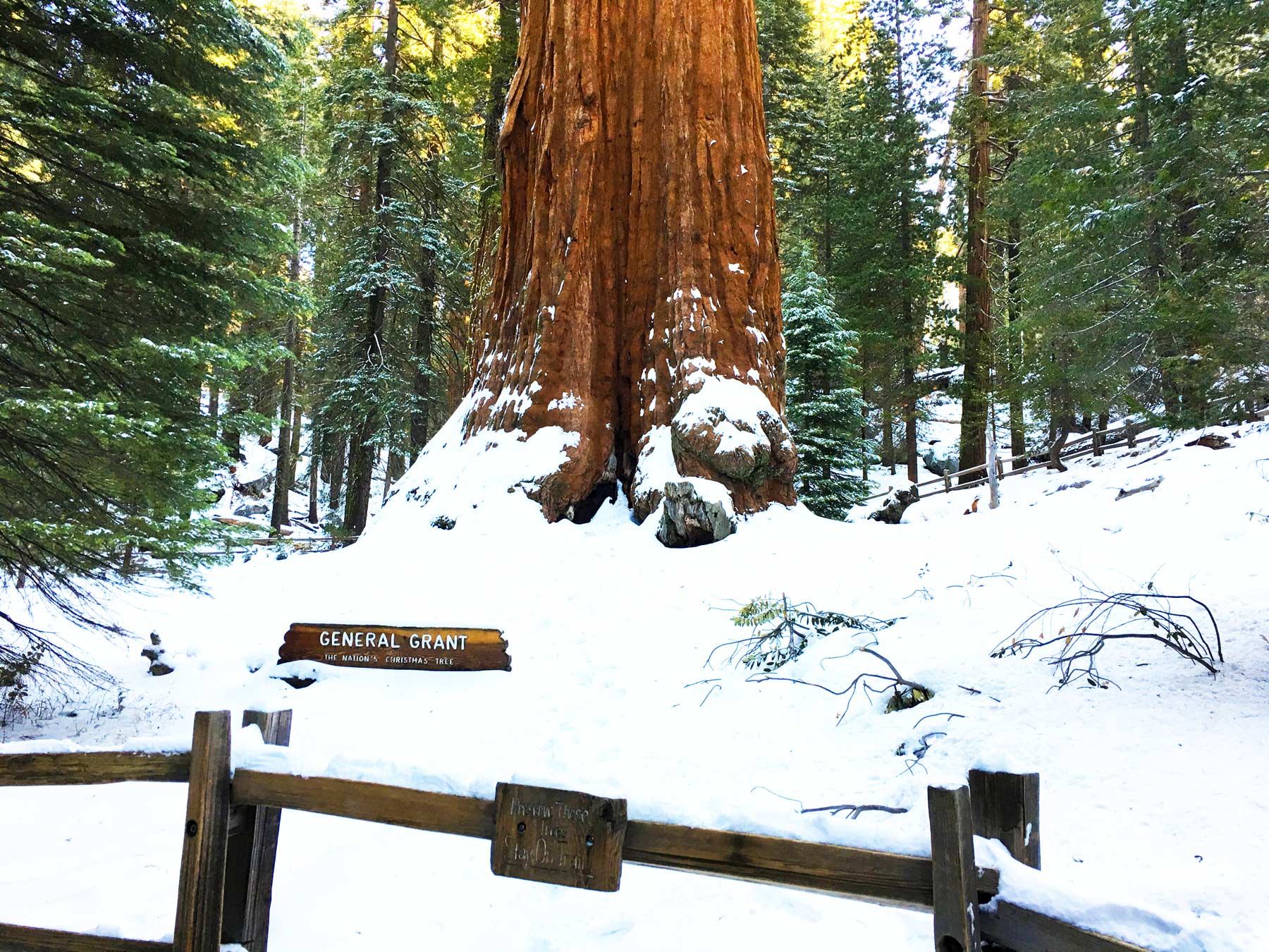 general grant tree kings canyon national park california