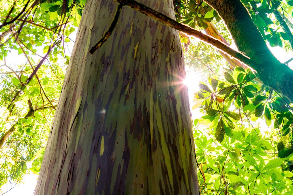 haleakala rainbow eucalyptus tree maui