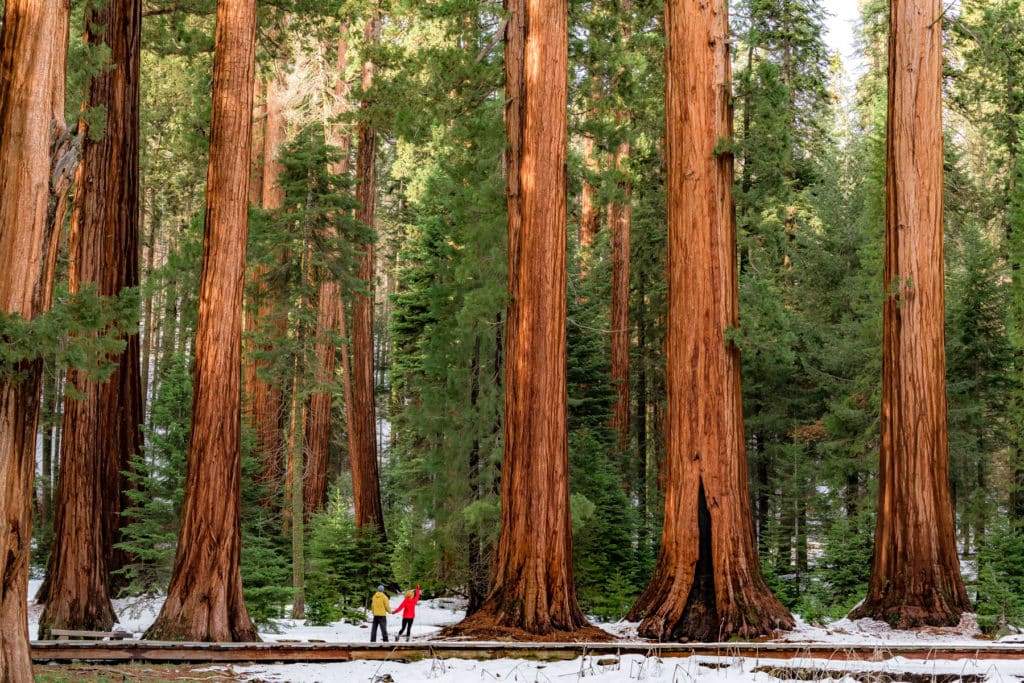 big trees trail sequoia national park california