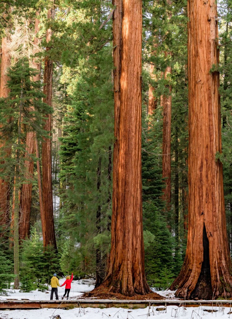 california road trip, best hikes in sequoia national park, big trees trail sequoia national park california