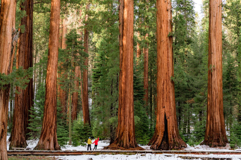 california road trip, best hikes in sequoia national park, big trees trail sequoia national park california