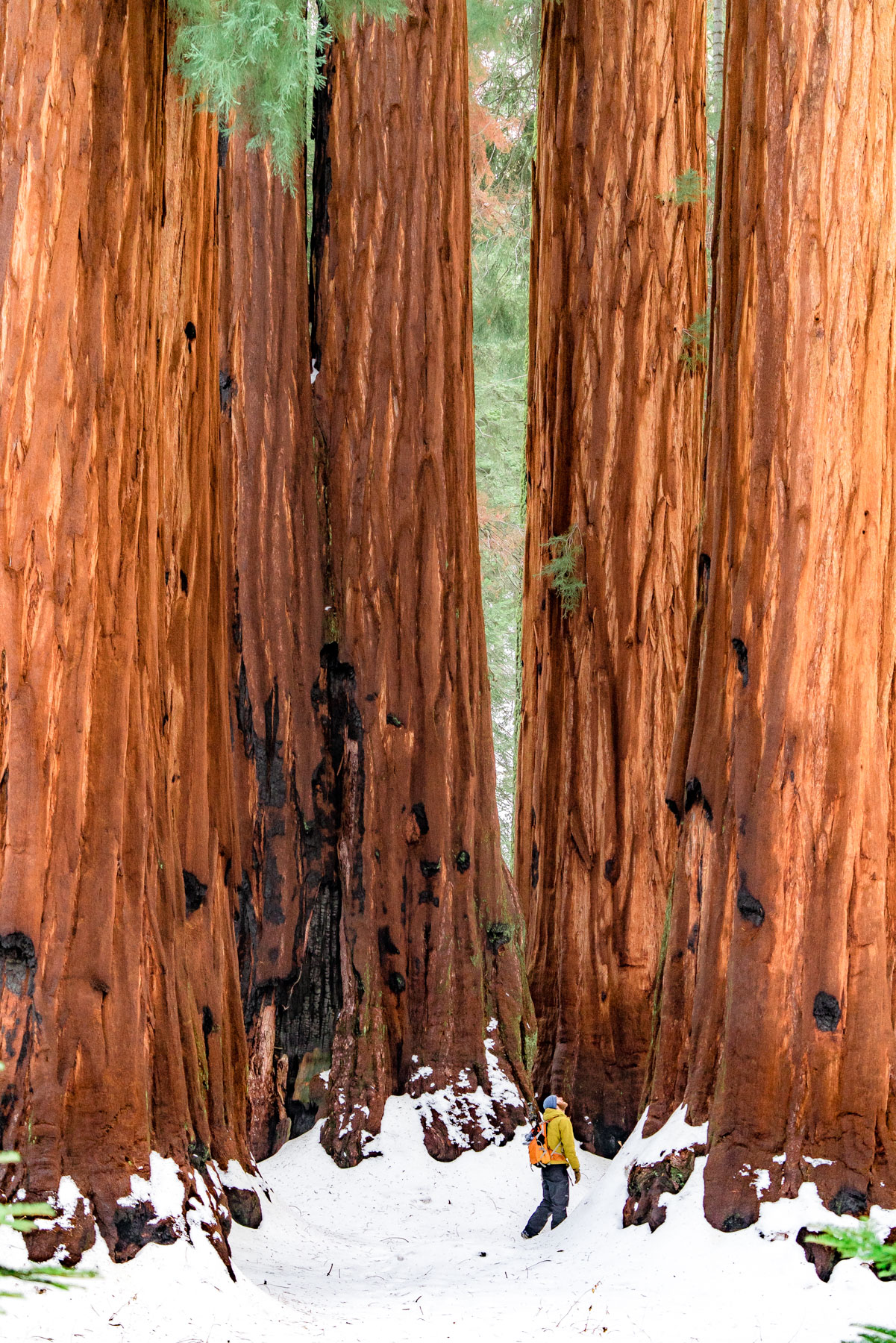 Sequoia & Kings Canyon Facts include Sequoia trees which are among the largest in the world.