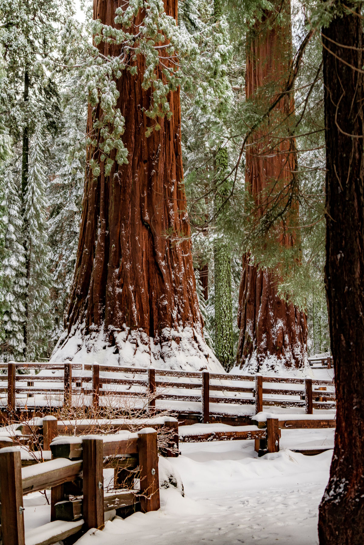 general sherman tree sequoia national park california