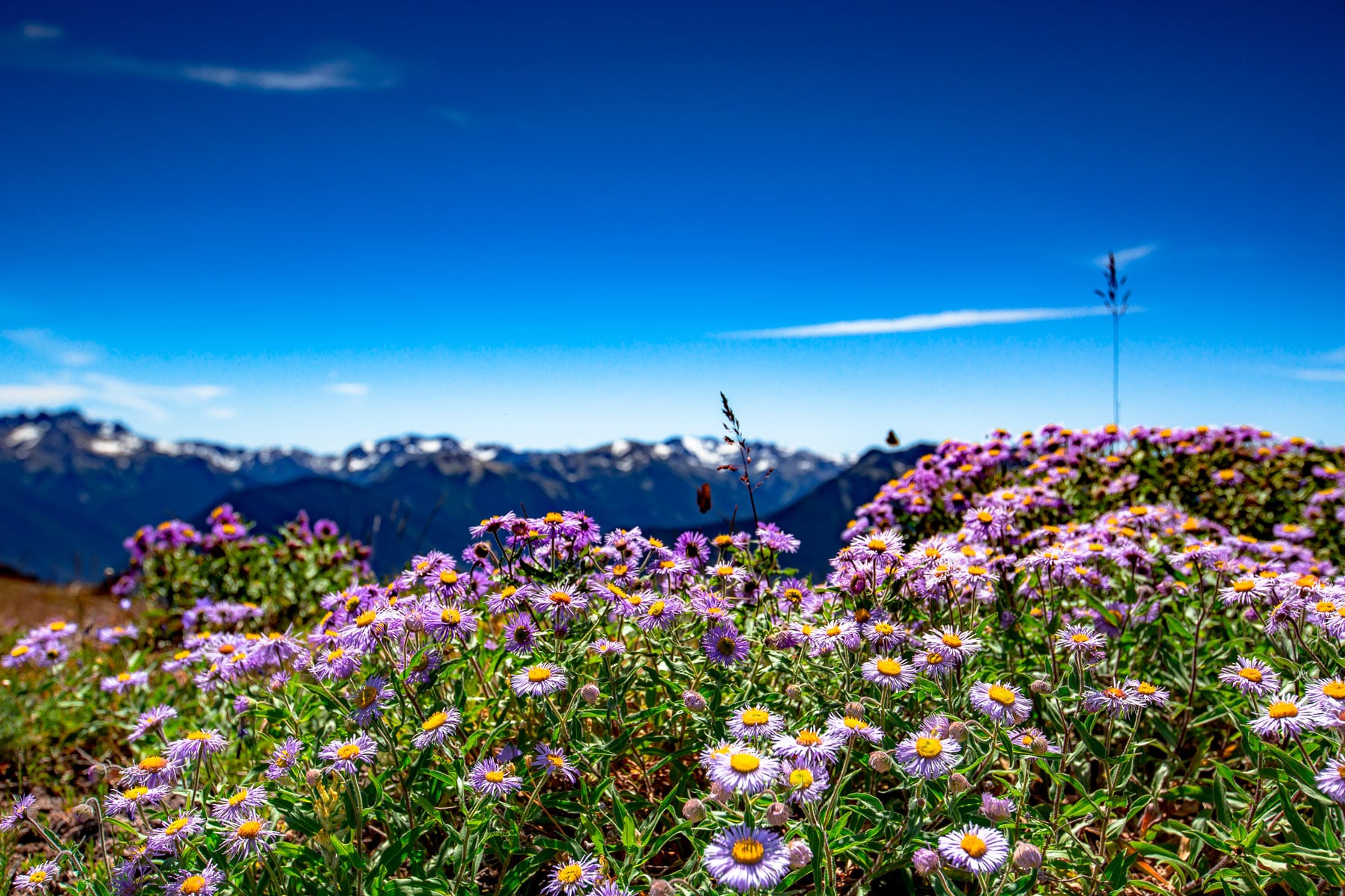 widlflowers blue mountain olympic national park washington