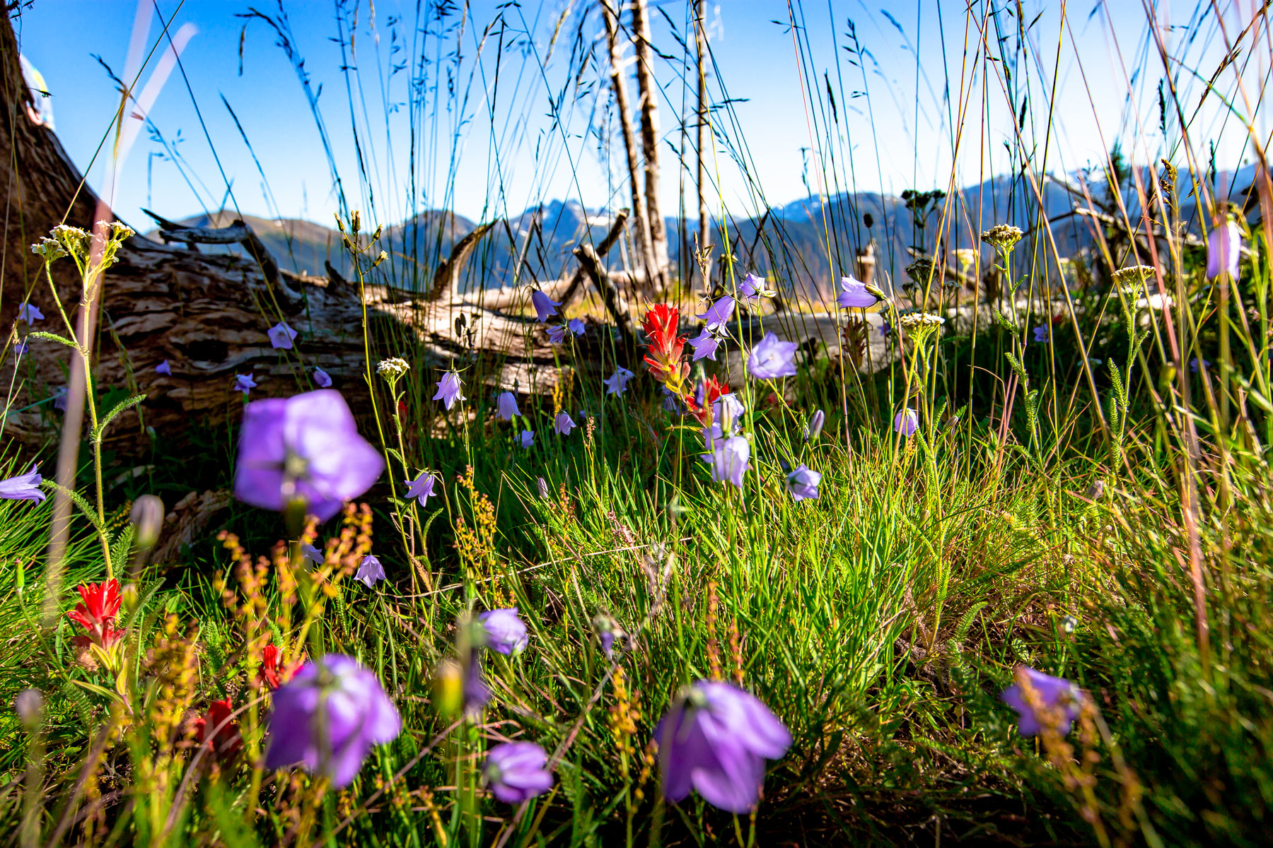 wildflowers olympic national park washington