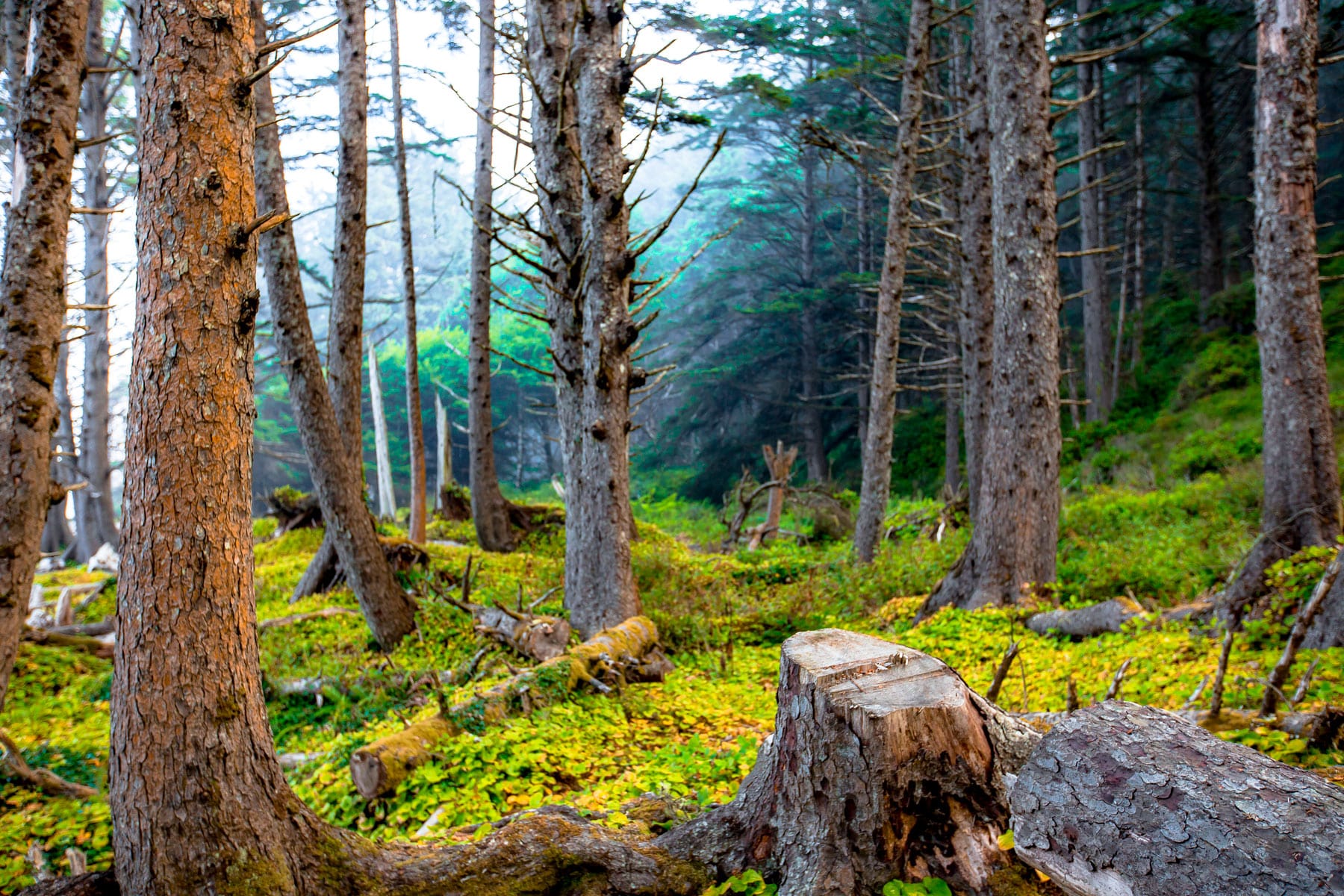 National forest landscape