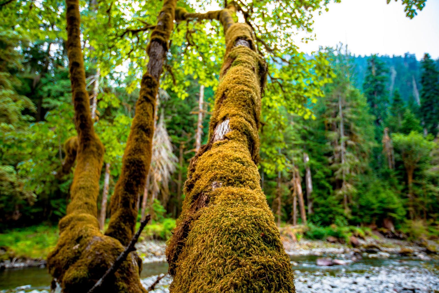 Olympic national park facts