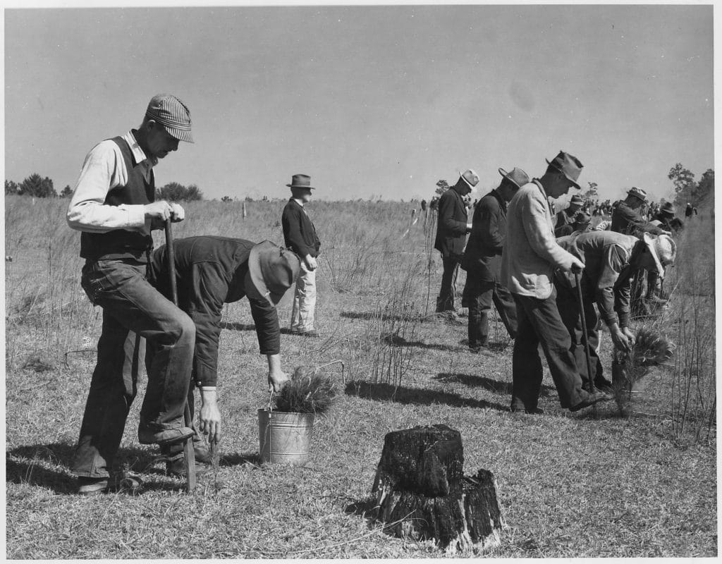 Planting trees as part of the Civilian Conservation Corps