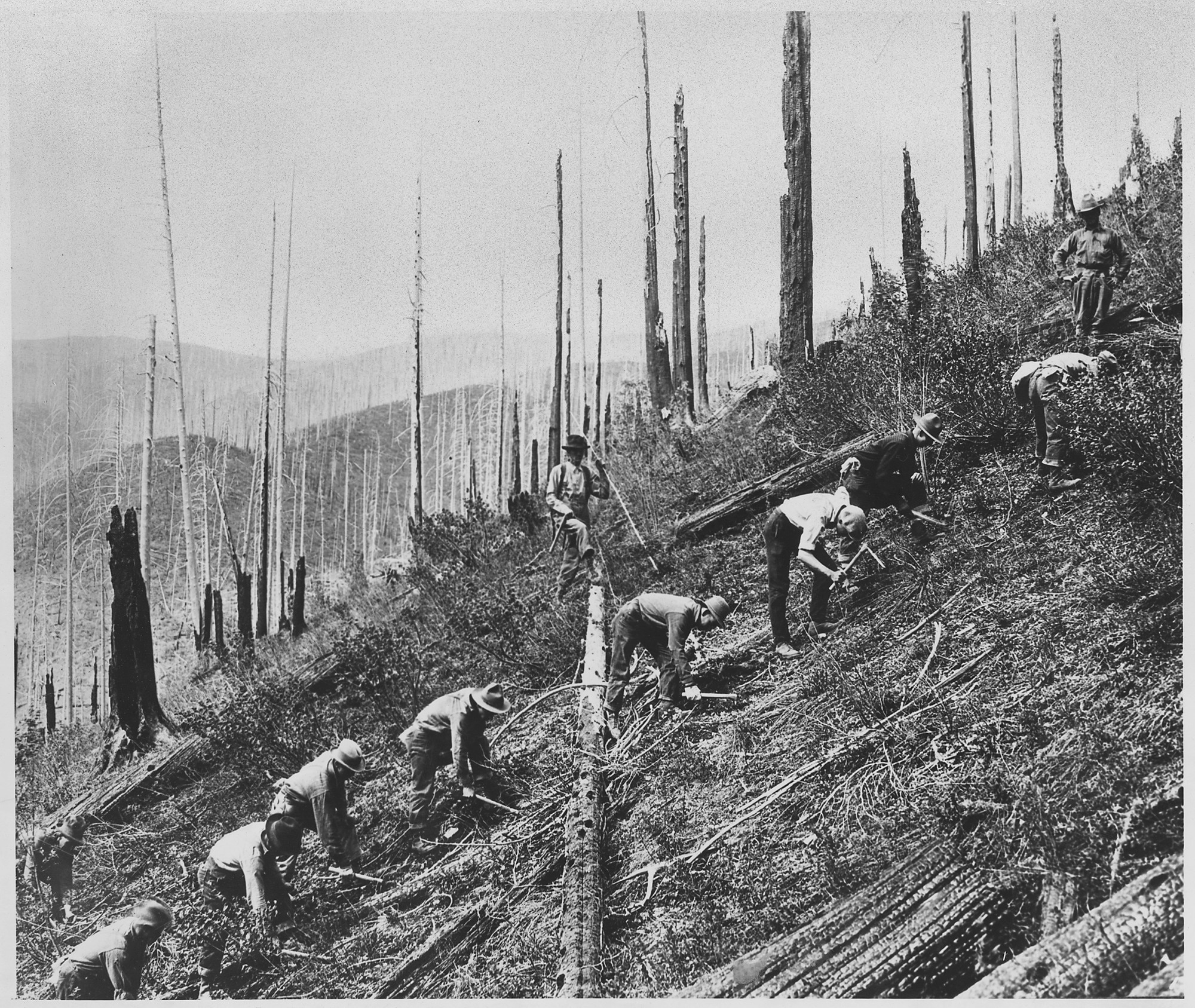 CCC Workers Involved In Reforestation