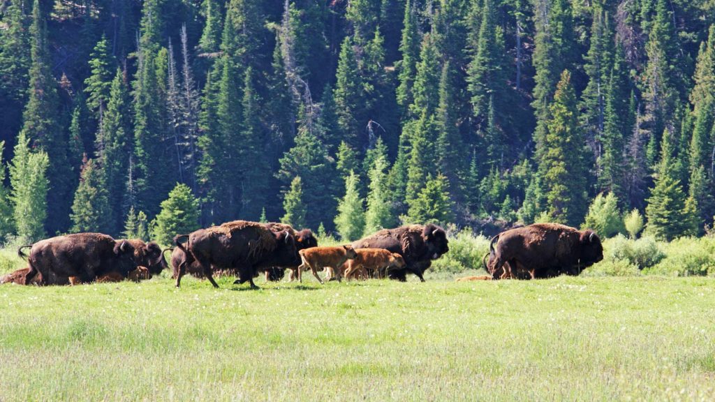 grand teton national park bison