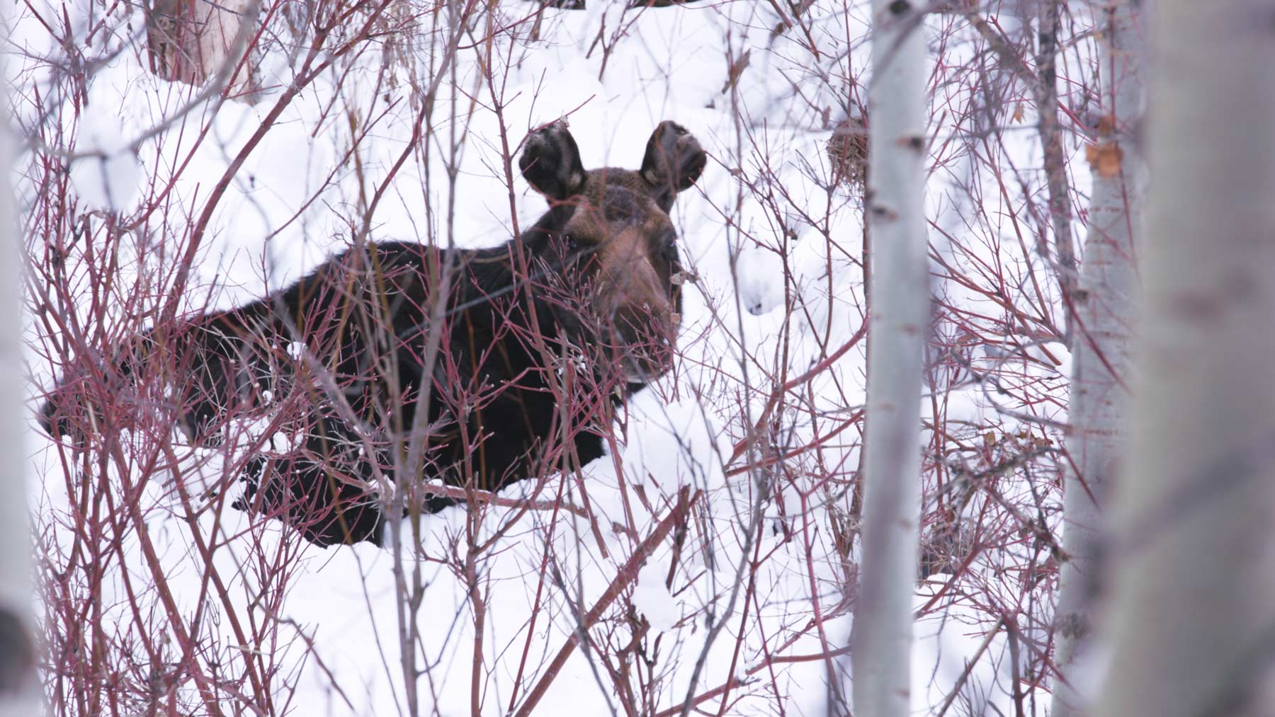 moose grand teton national park winter