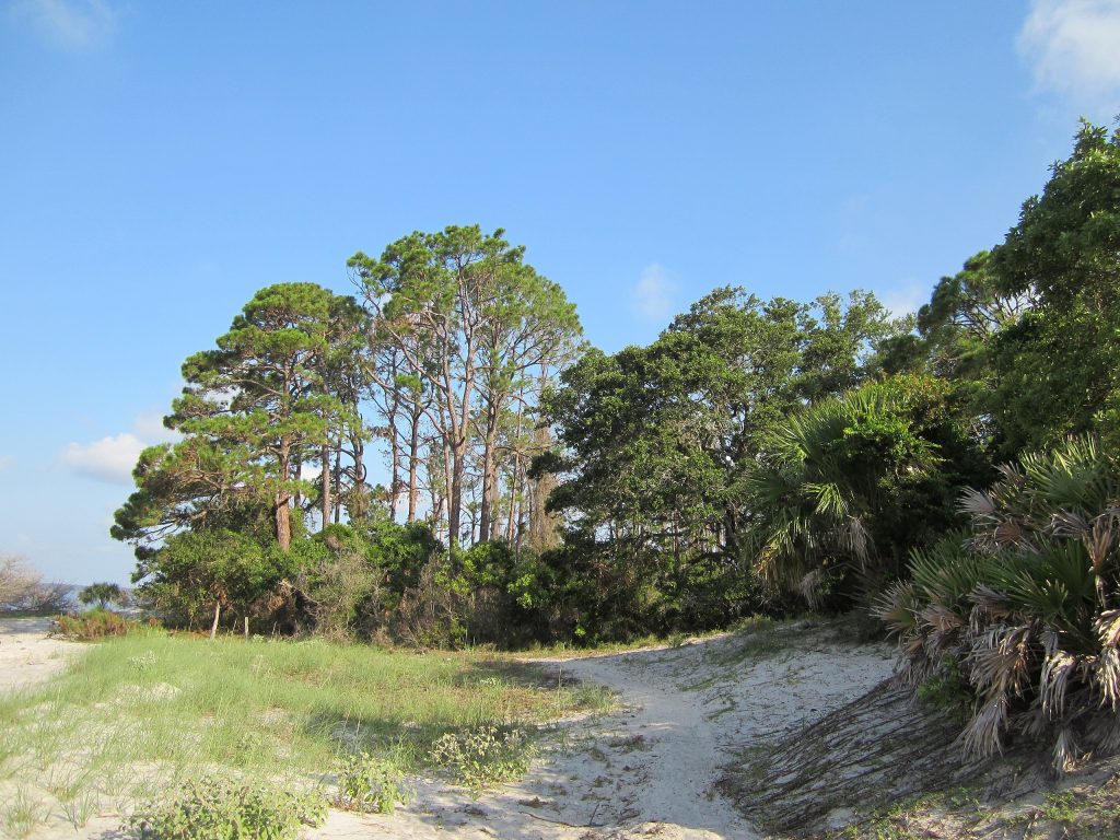 Photo taken of a section of South End Trail in Cumberland Island National Seashore.