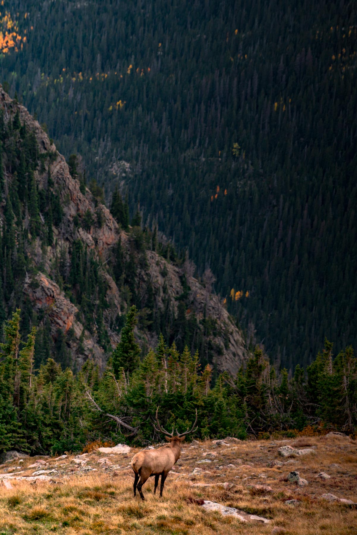 elk rocky mountain national park colorado