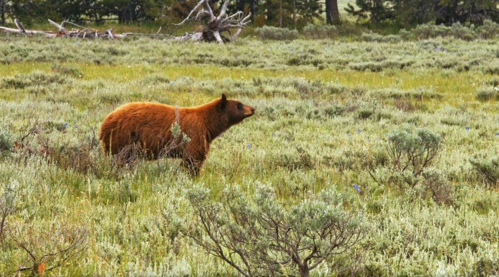 grand teton national park bear