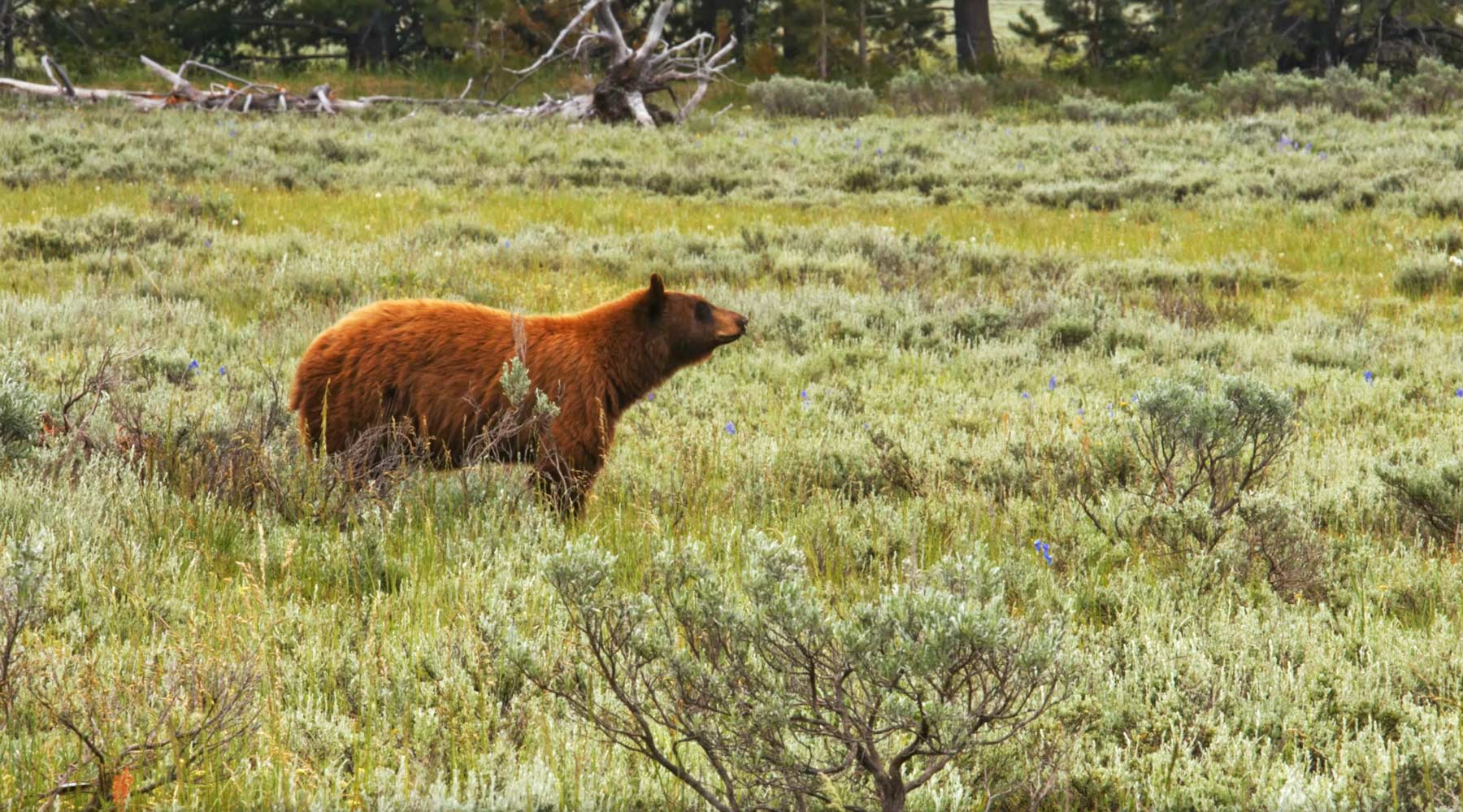 black bear grand teton national park bear