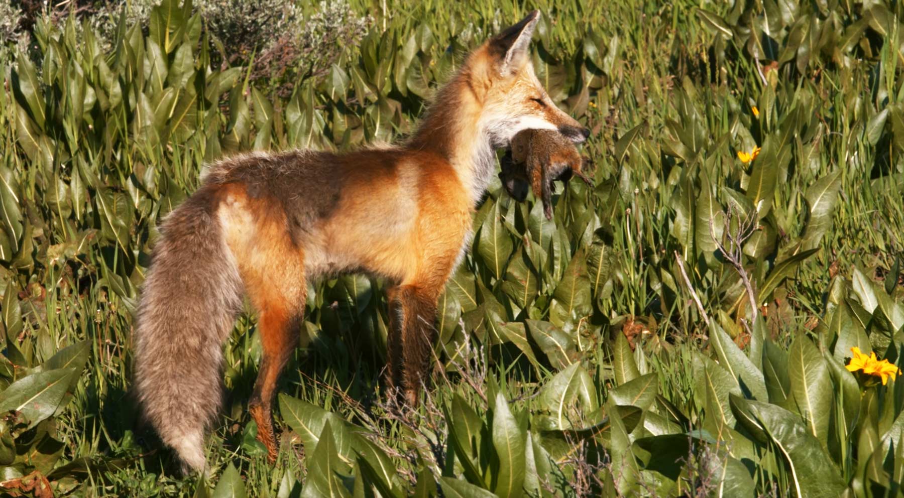 grand teton national park fox