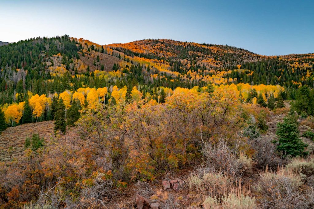 Fall aspen on the Fishlake.