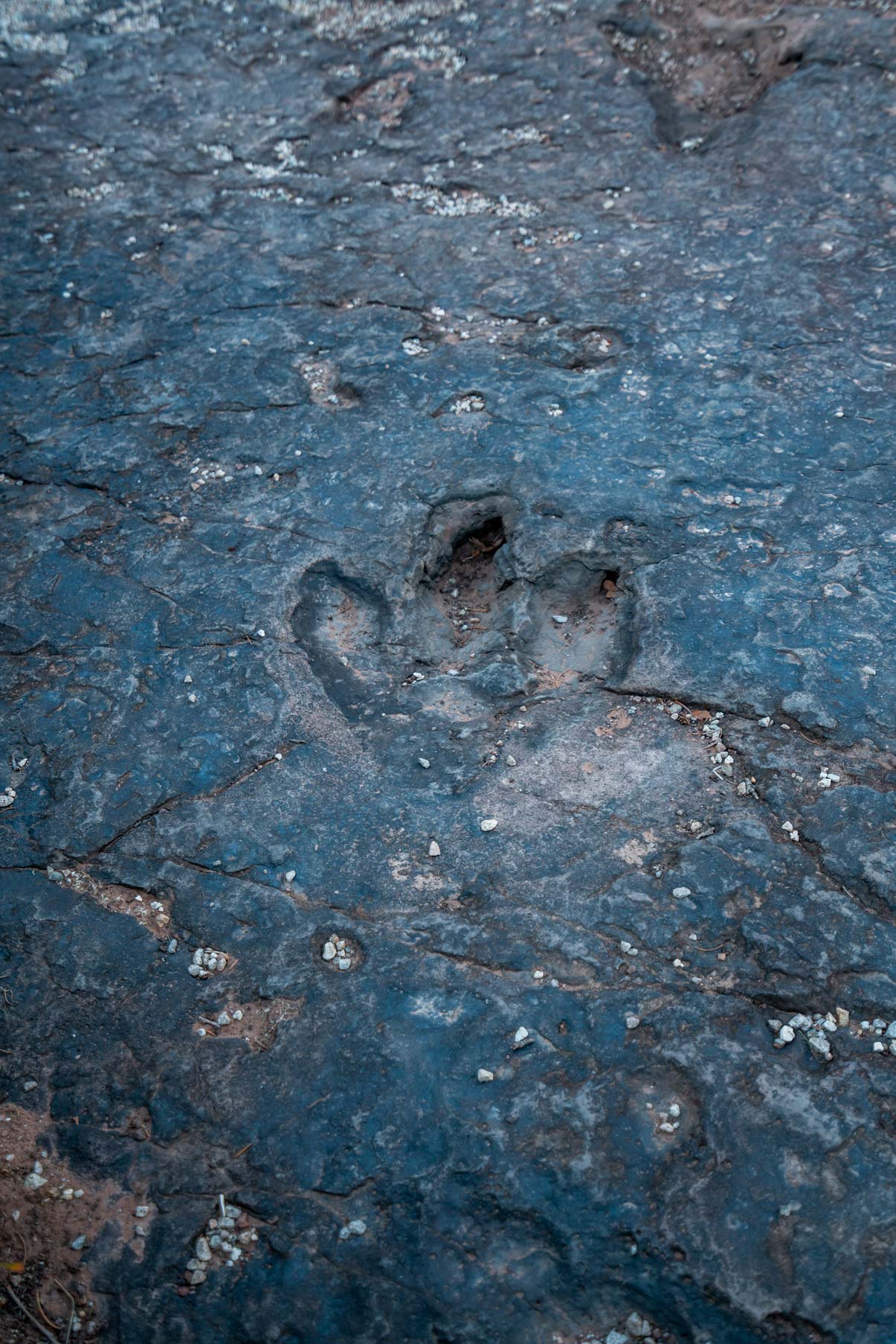 dinosaur tracks manti la sal national forest utah