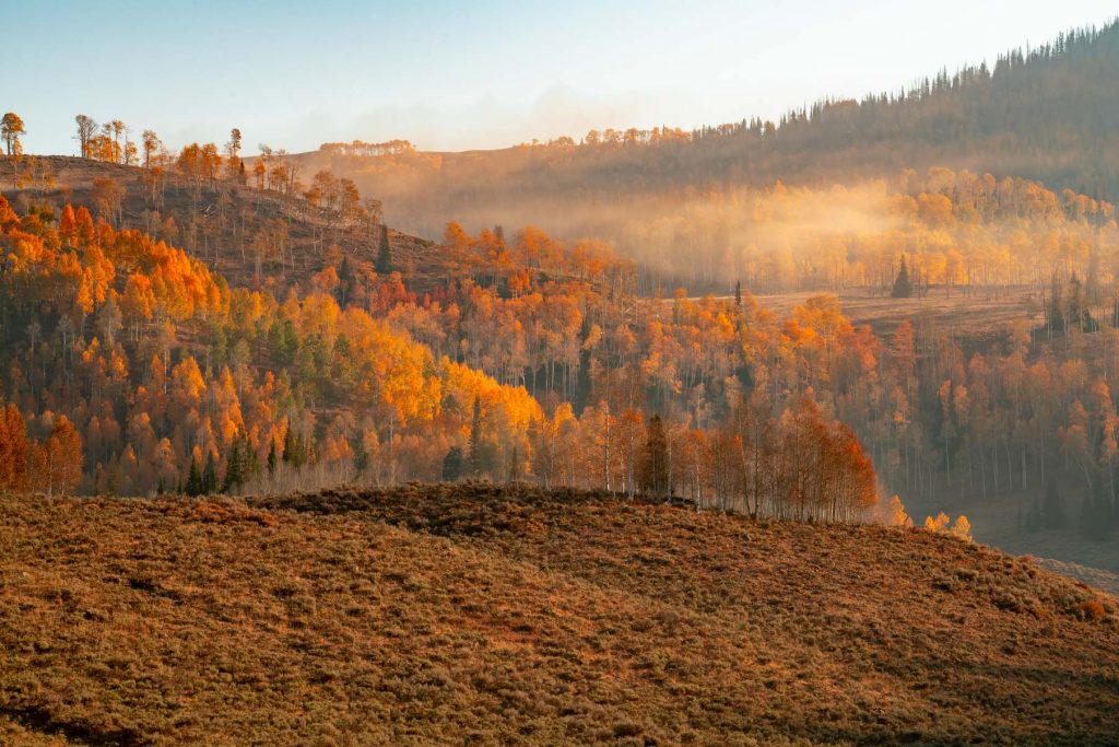 Morning fog burning off a slope of gold aspen on the Manti-La Sal.