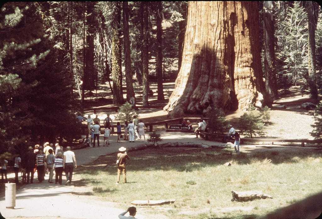 Crowds visiting the world's largest tree | General Sherman Tree