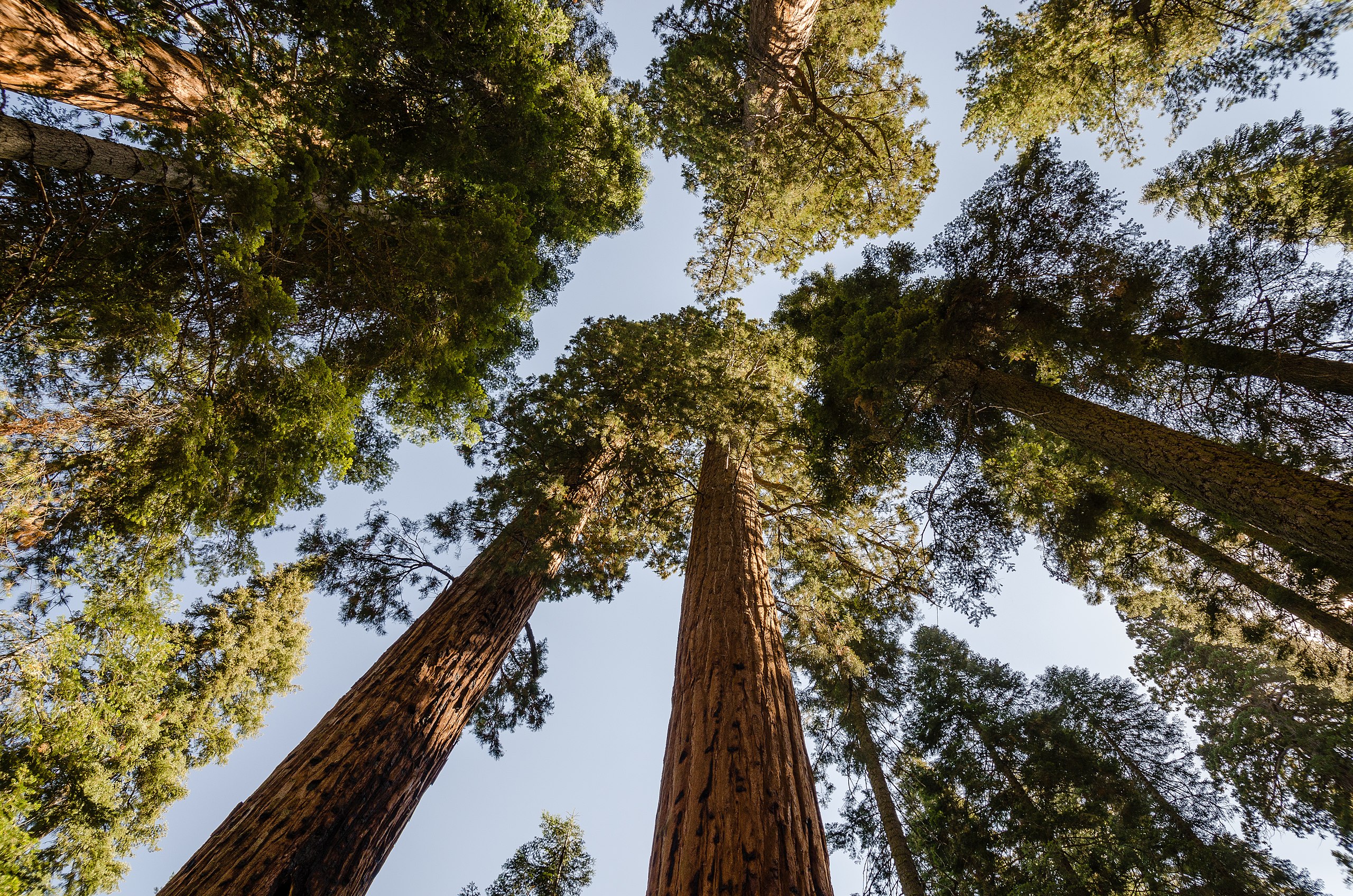 The largest sequoia trees are equivalent in height to a 26-story building | General Grant Tree
