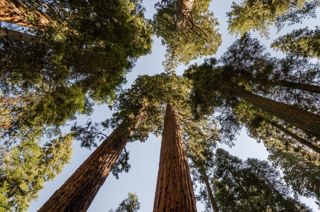 The largest sequoia trees are equivalent to a 26-story building | General Sherman Tree