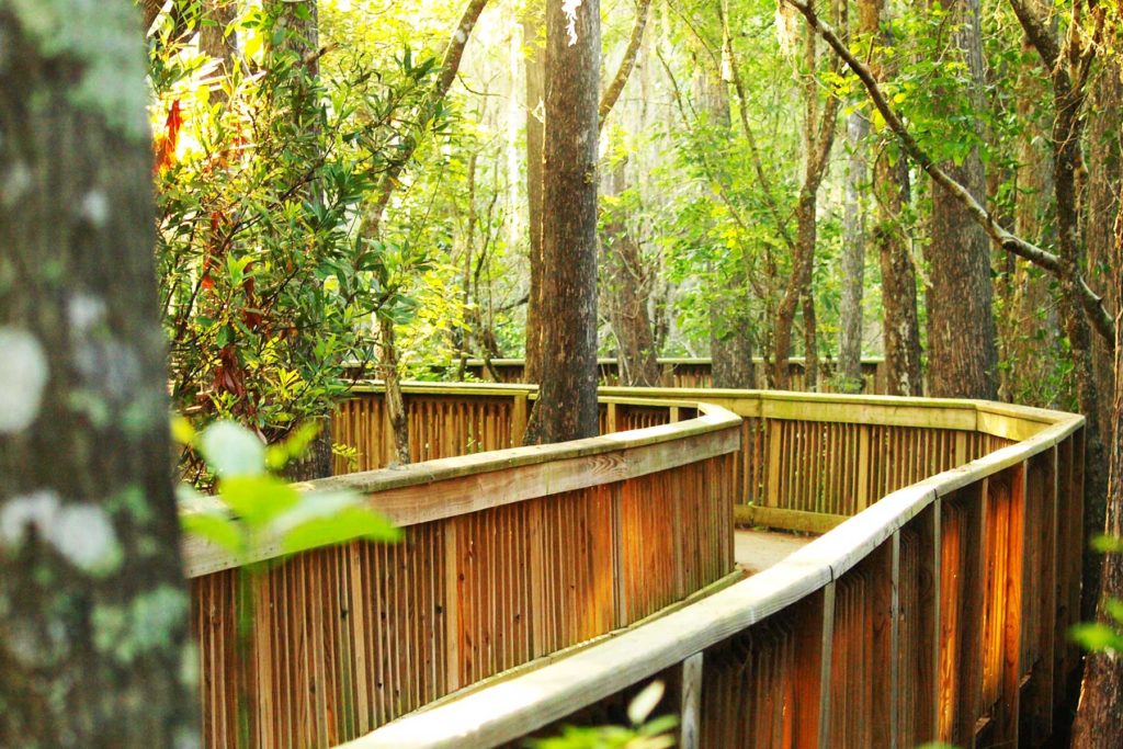 Big Cypress National Preserve | National Parks Near Orlando