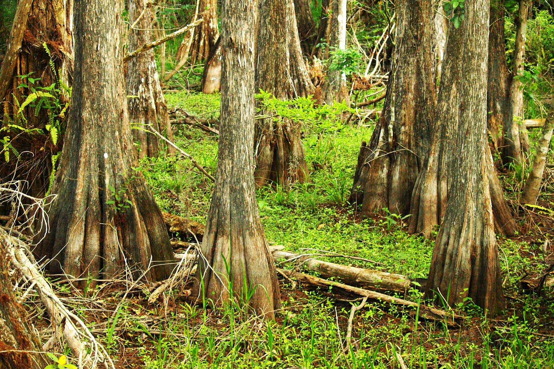 Big Cypress National Preserve | National Parks Near Miami