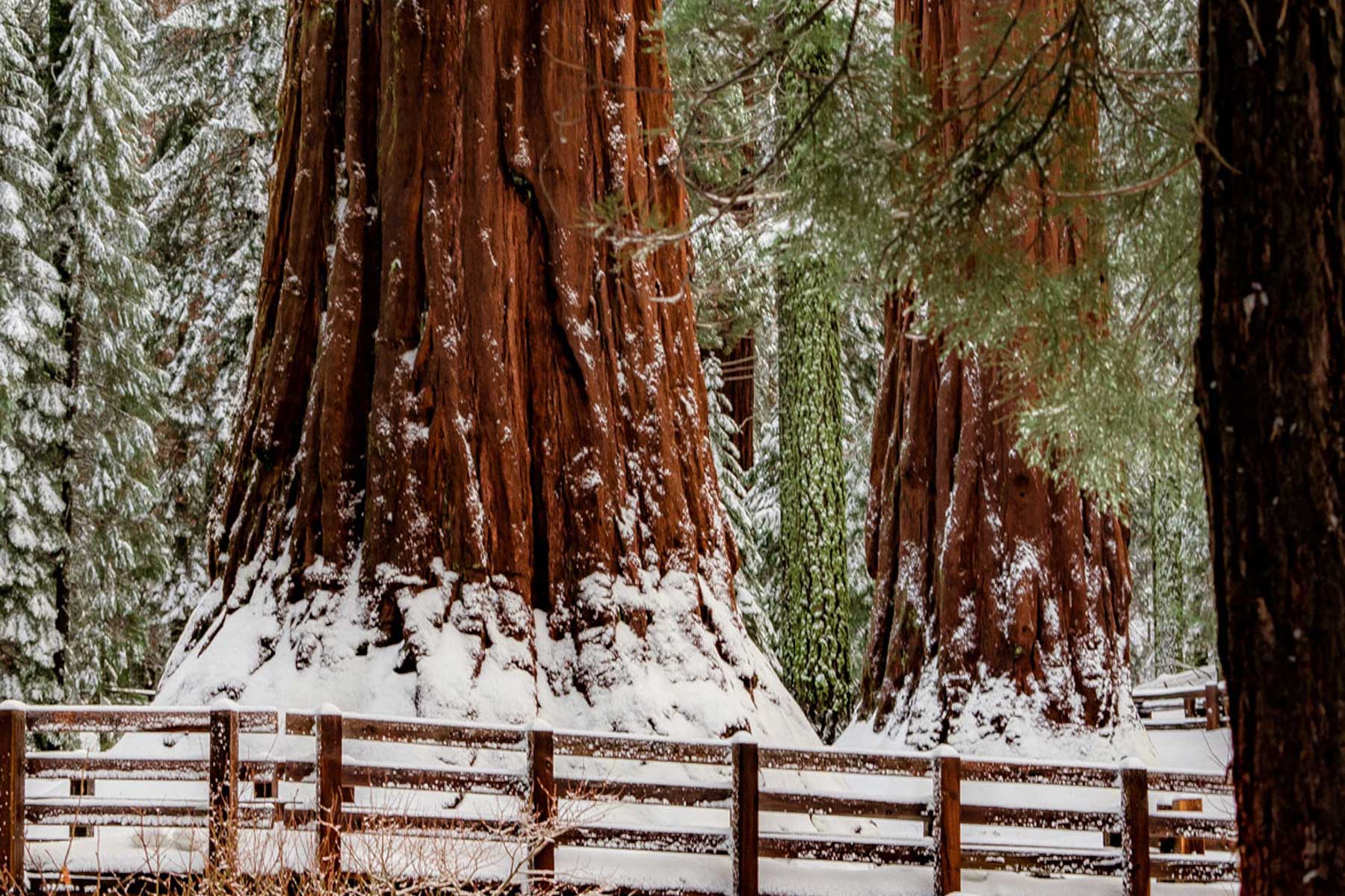 General Sherman Tree: Everything You Need To Know About The World’s Largest Tree