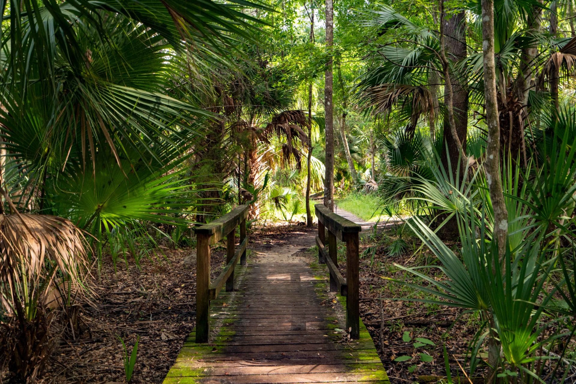 OCALA NATIONAL FOREST An (Epic) Guide to Florida's Hidden Gem