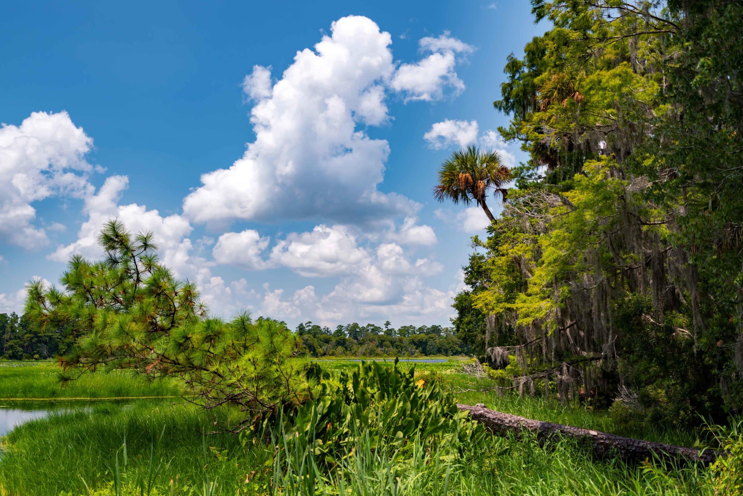 OCALA NATIONAL FOREST An (Epic) Guide to Florida's Hidden Gem