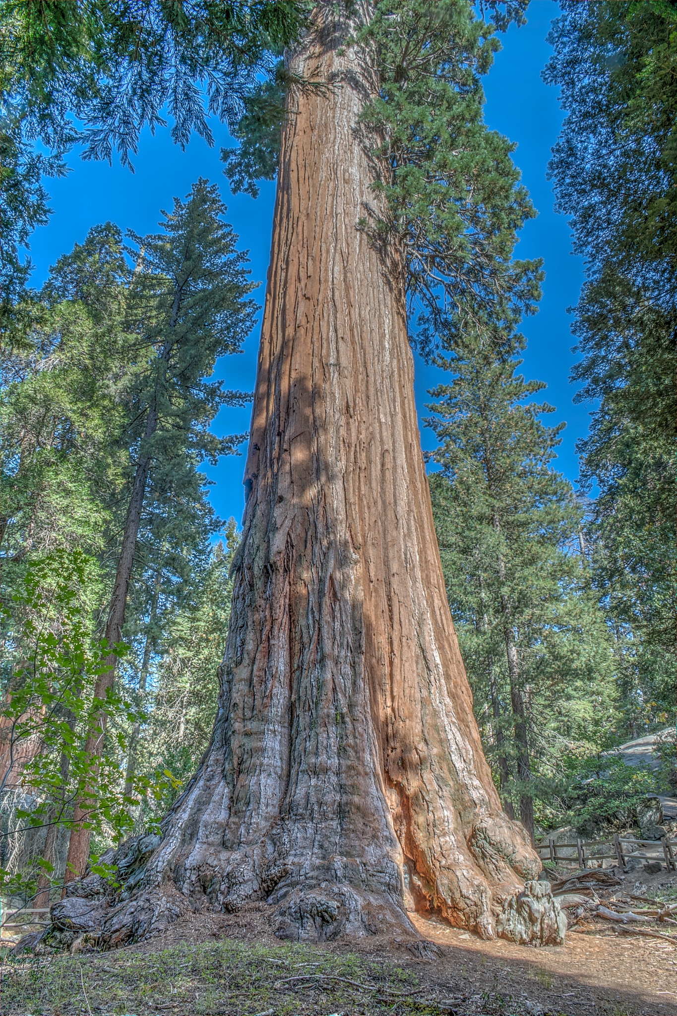General Grant Tree | Sequoia National Park Facts