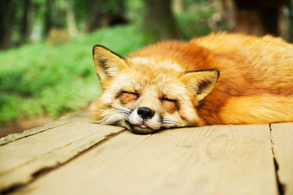animal, fox, cute-967657.jpg