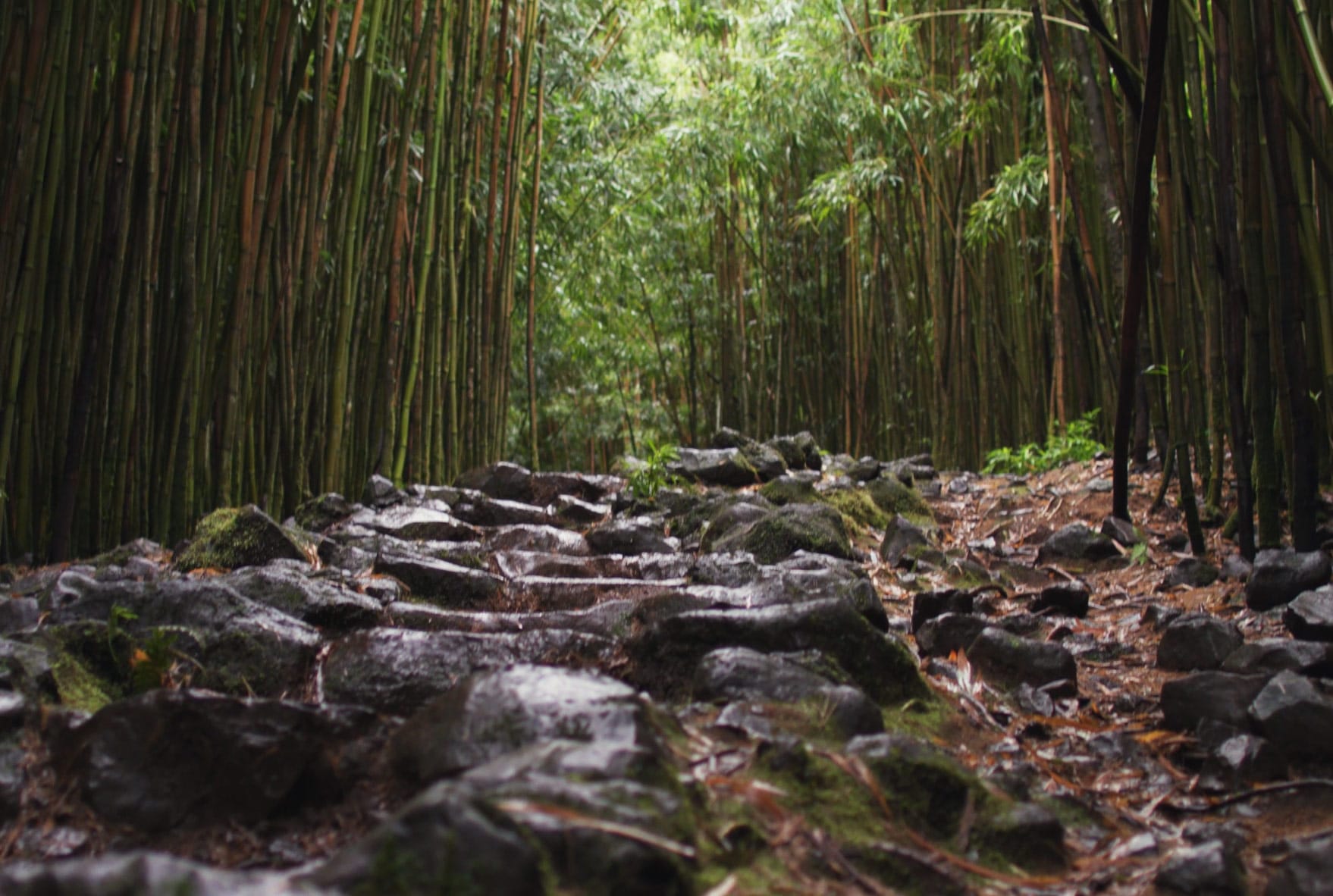 haleakala bamboo forest