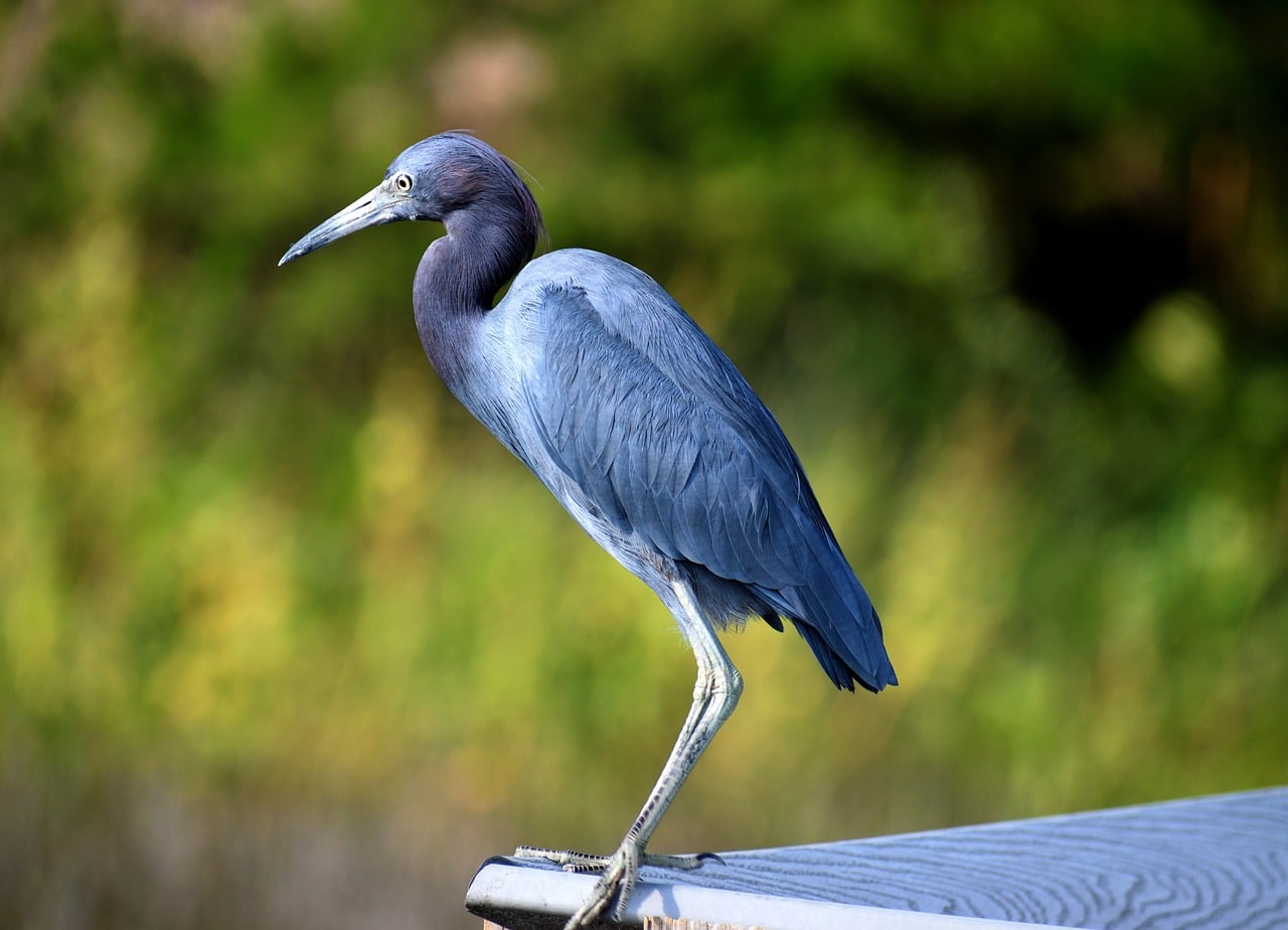 blue egret, birds, wildlife ocala national forest