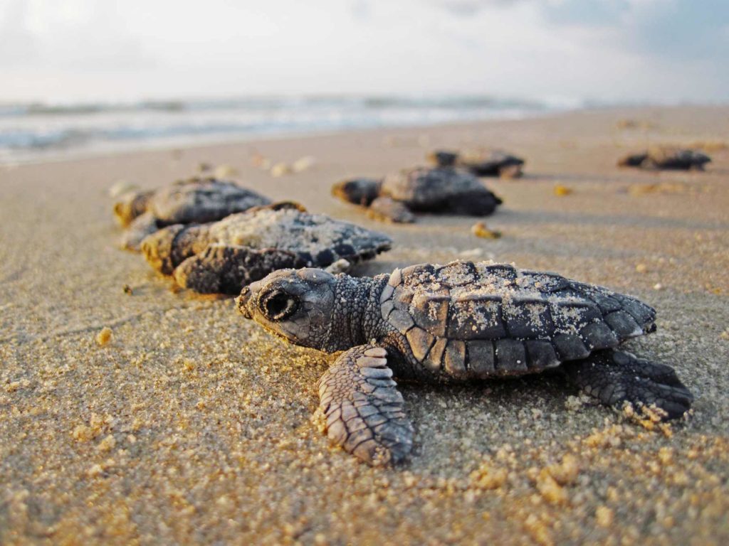 kemps ridley sea turtle gulf islands national seashore mississippi | National Parks Near Jackson