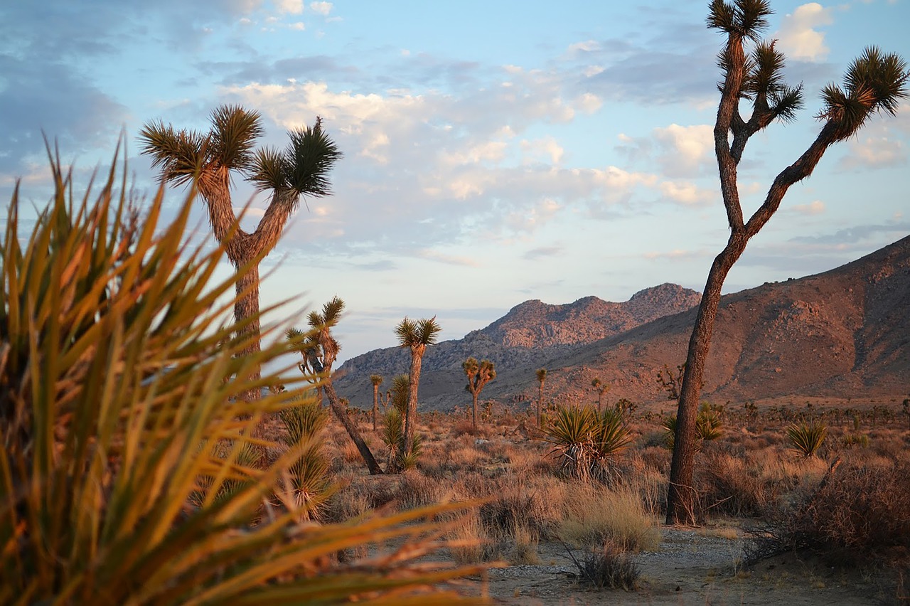 Winter in Joshua Tree National Park (Expert Advice + Epic Video)