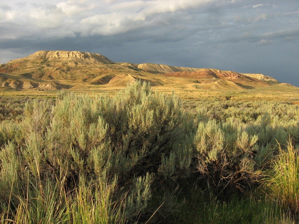 Fossil Butte | Wyoming National Parks