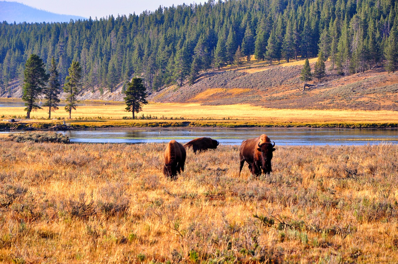 things to do yellowstone national park